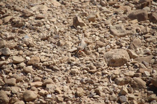 Agama sinaita  photographed by שי רוזנצוויג 