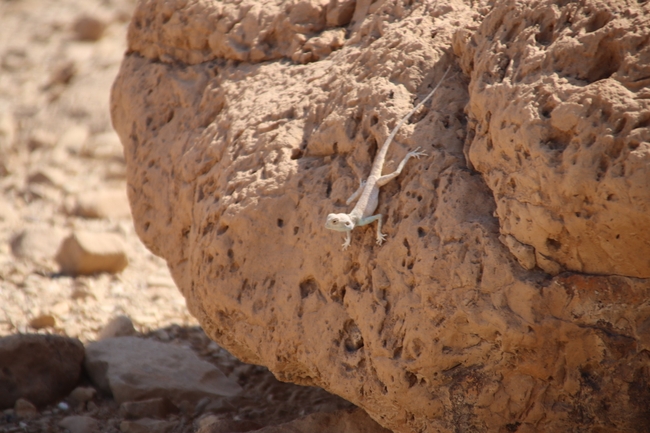 Agama sinaita  photographed by שי רוזנצוויג 