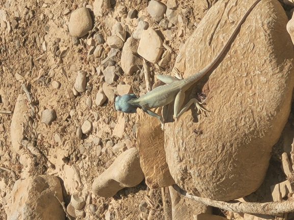 Agama sinaita  photographed by נגה גפן פלקון 