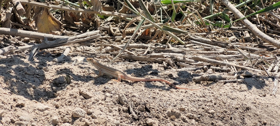 Acanthodactylus schreiberi syriacus  photographed by Shay Acrich 