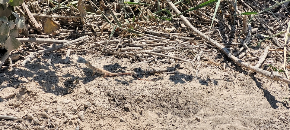 שנונית השפלה  צולם על ידי שי אקריש 