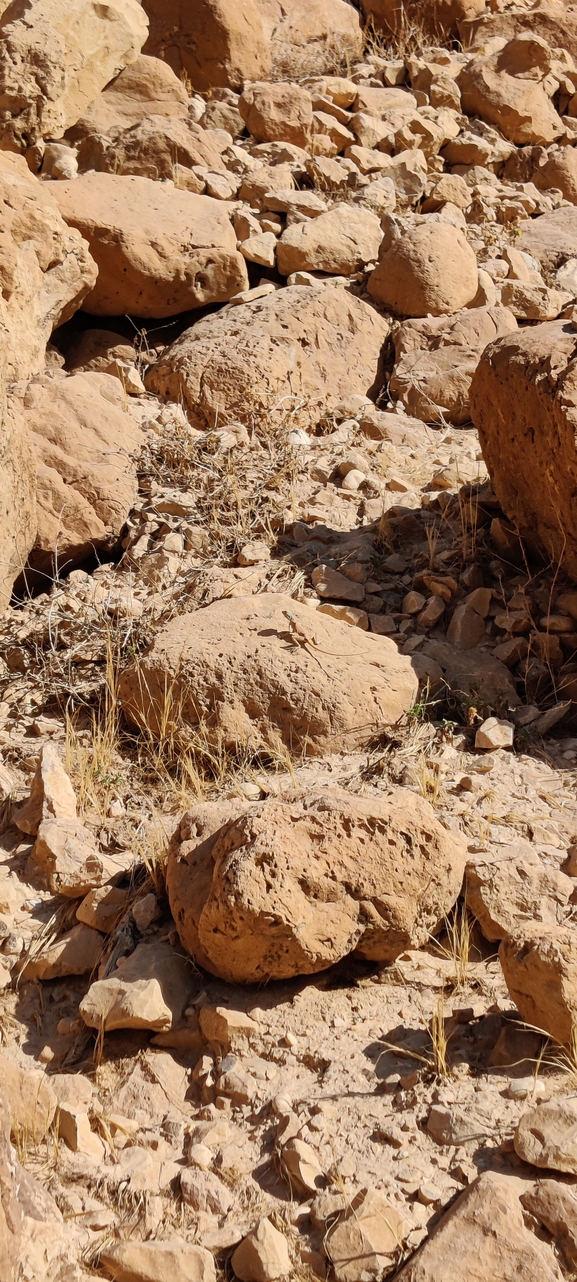 Agama sinaita  photographed by ינון שחף 