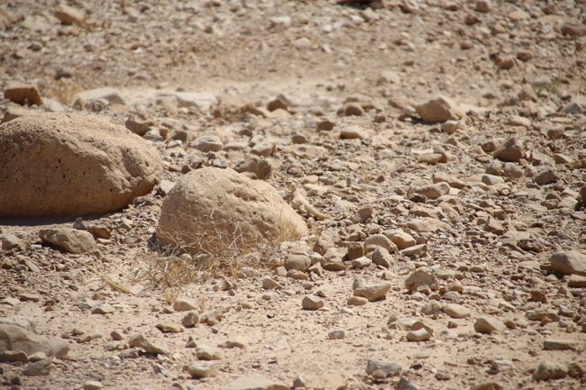 Uromastyx aegyptia  צולם על ידי שי רוזנצוויג 