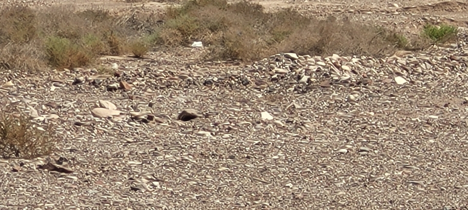 Dabb Lizard  photographed by יובל שגיא 