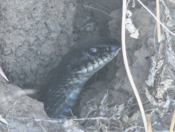 Dolichophis jugularis  photographed by אירינה דובינסקי 