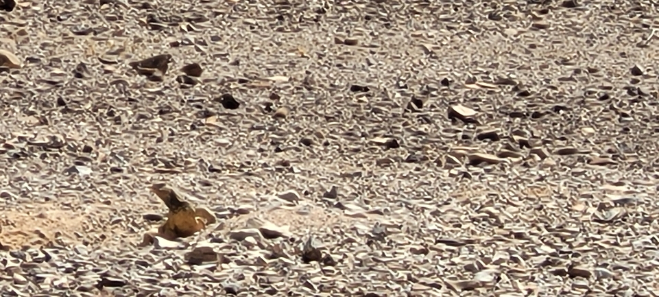 Dabb Lizard  photographed by יובל שגיא 