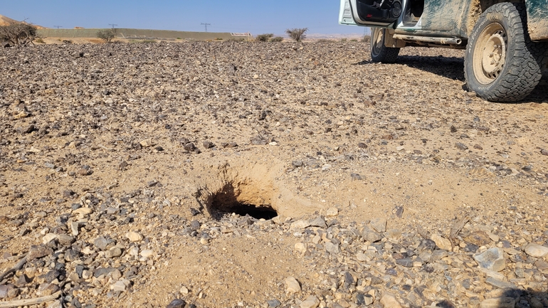 Dabb Lizard  photographed by אריה לב רוזנברג 