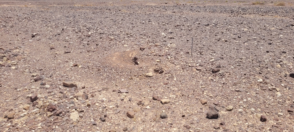 Dabb Lizard  photographed by יובל שגיא 