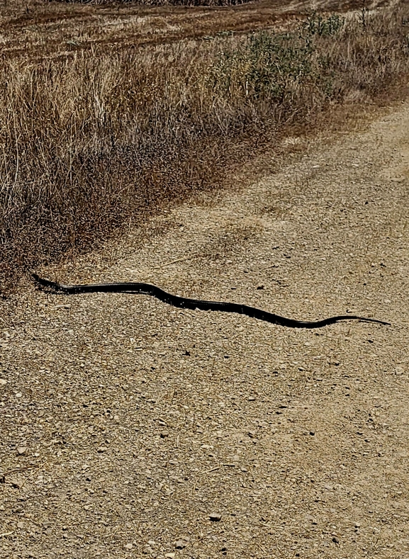 Dolichophis jugularis  photographed by ליעד כהן 