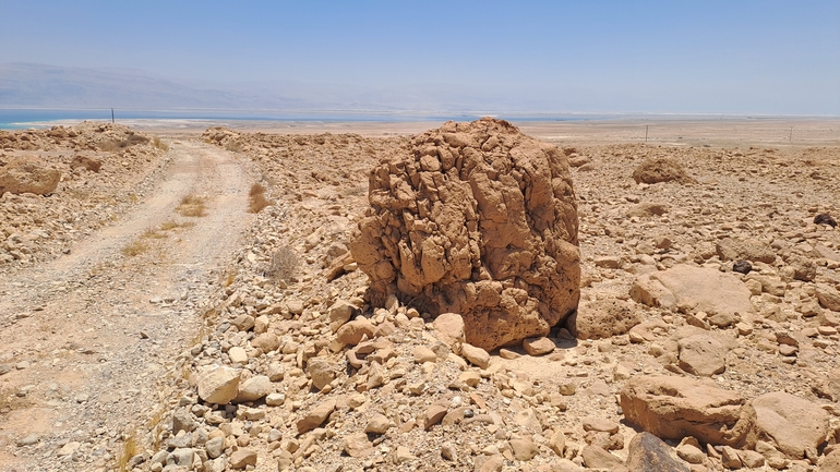 Dabb Lizard  photographed by שי רוזנצוויג 