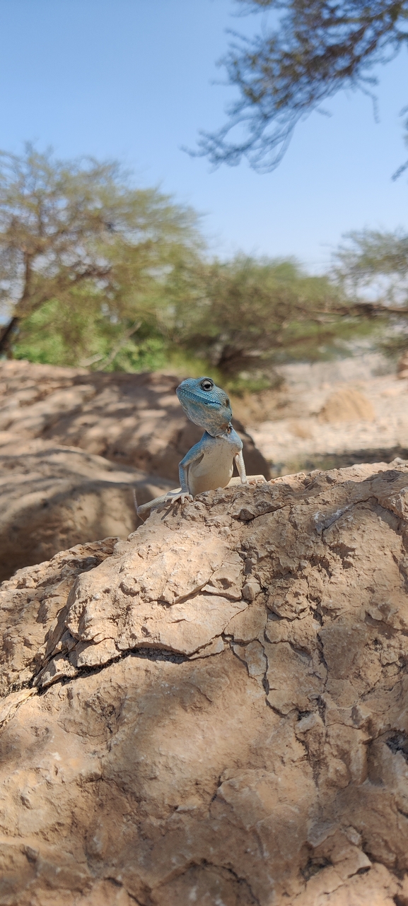 Agama sinaita  photographed by ינון שחף 