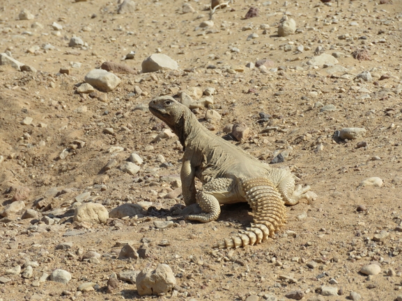 Dabb Lizard  photographed by אסף הברי 