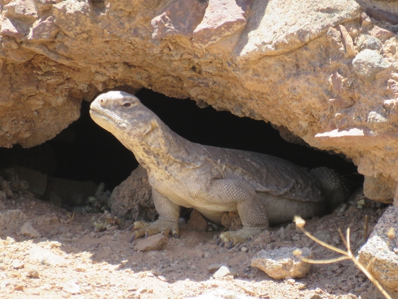 Dabb Lizard  photographed by אסף הברי 