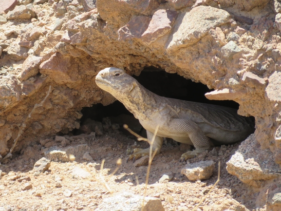 Dabb Lizard  photographed by אסף הברי 