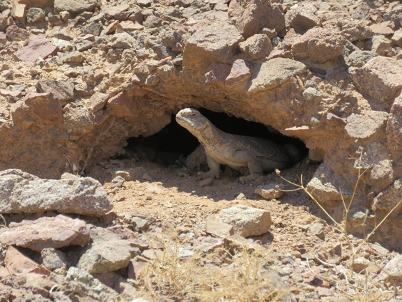 Dabb Lizard  photographed by אסף הברי 