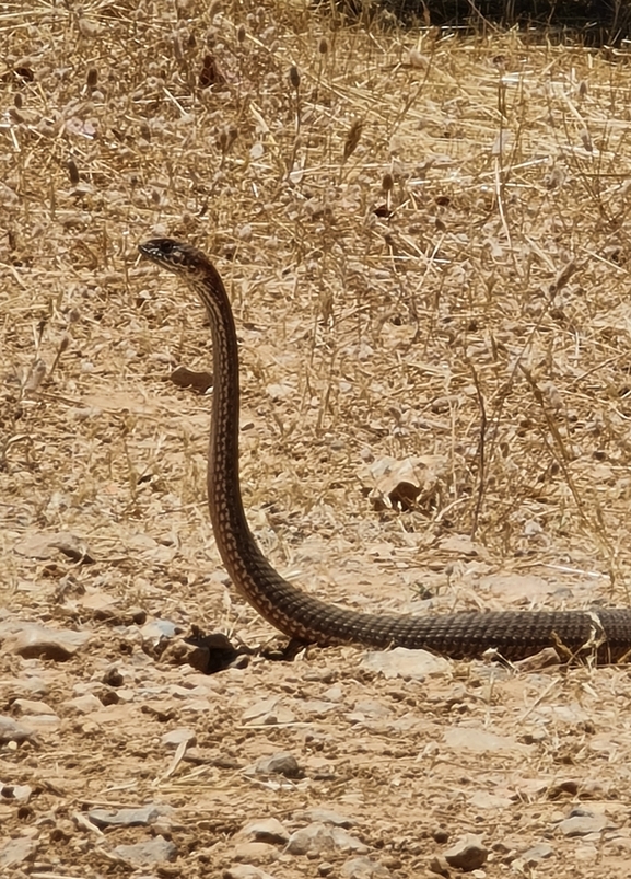 Malpolon insignitus  photographed by אשרי בן לולו 