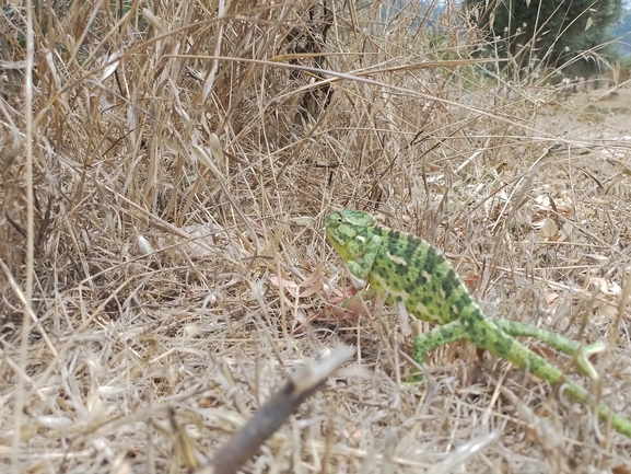 זיקית  צולם על ידי אבישי שורש 