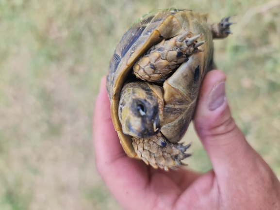 Testudo graeca  photographed by אשרי בן לולו 