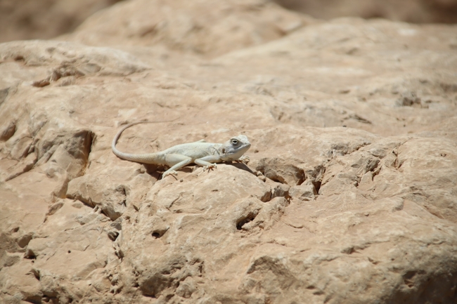 חרדון סיני  צולם על ידי שי רוזנצוויג 