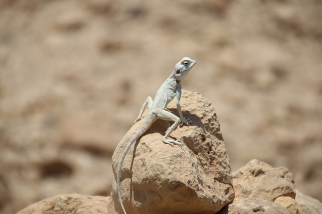 Agama sinaita  photographed by שי רוזנצוויג 