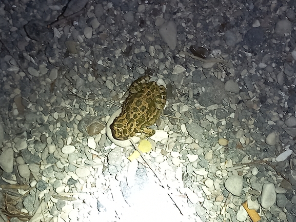 Bufo viridis  photographed by רחלי חזי 