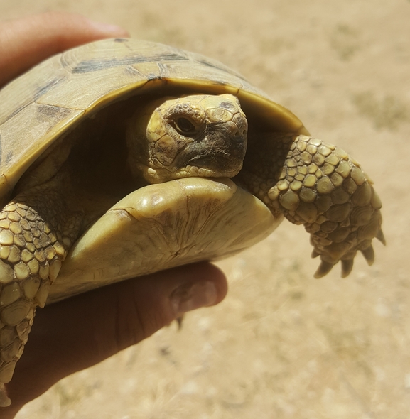 Testudo graeca  photographed by אשרי בן לולו 