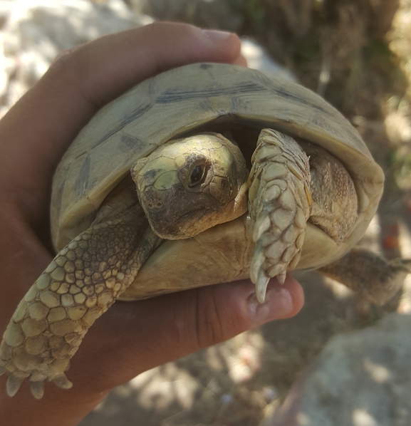 Testudo graeca  photographed by אשרי בן לולו 