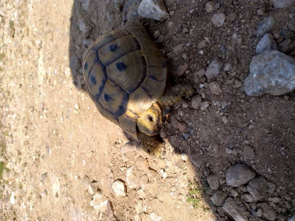 Testudo graeca  photographed by אשרי בן לולו 