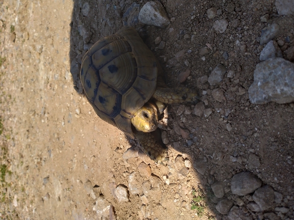 Testudo graeca  photographed by אשרי בן לולו 