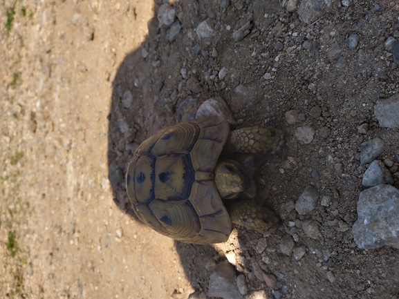 Testudo graeca  photographed by אשרי בן לולו 