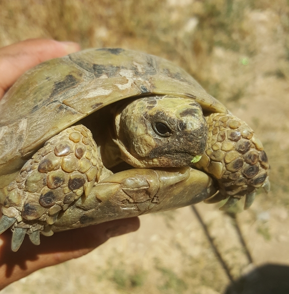 Testudo graeca  photographed by אשרי בן לולו 