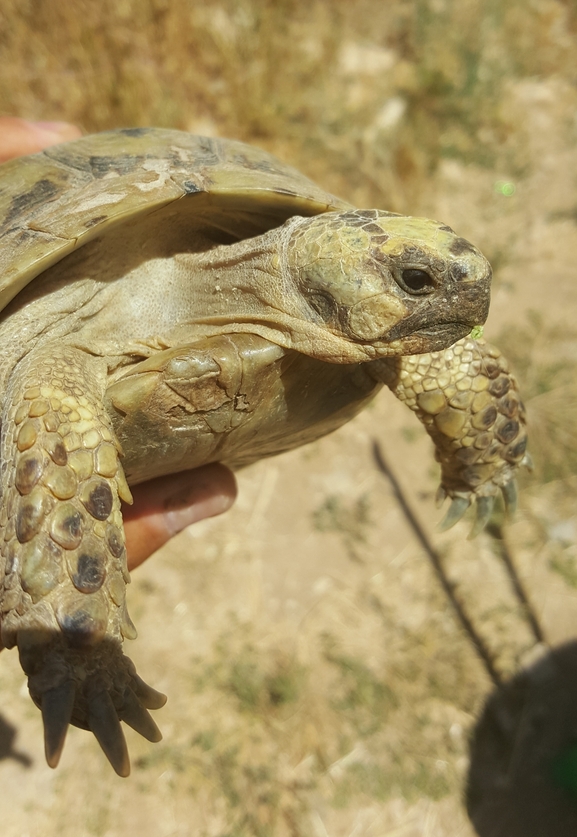 Testudo graeca  photographed by אשרי בן לולו 