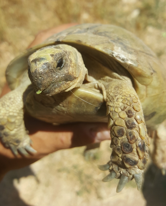 Testudo graeca  photographed by אשרי בן לולו 