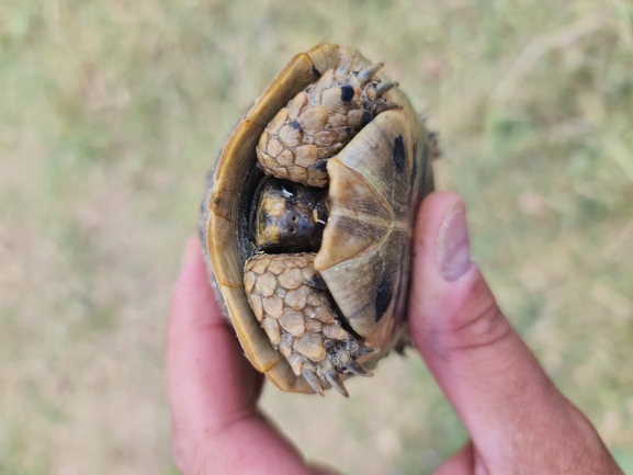 Testudo graeca  photographed by אשרי בן לולו 