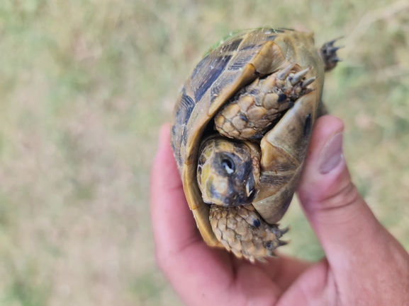 Testudo graeca  photographed by אשרי בן לולו 