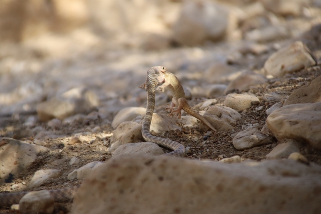 Coluber rhodorachis  photographed by שי רוזנצוויג 