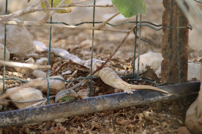 Coluber rhodorachis  photographed by שי רוזנצוויג 