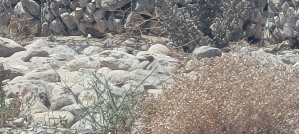 Dabb Lizard  photographed by אברהם לינקולן 