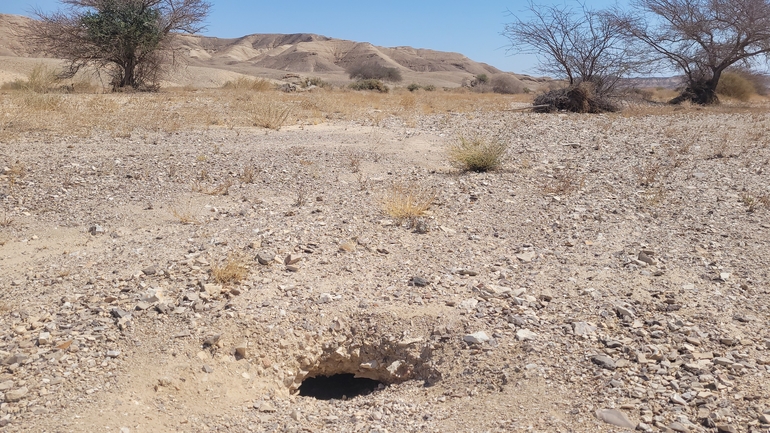 Uromastyx aegyptia  צולם על ידי אריה לב רוזנברג 