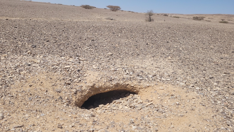 Dabb Lizard  photographed by אריה לב רוזנברג 