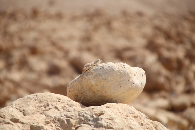 Agama sinaita  photographed by שי רוזנצוויג 