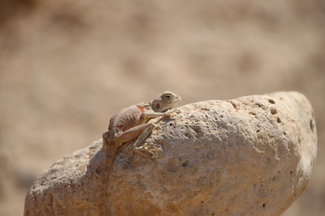 Agama sinaita  photographed by שי רוזנצוויג 