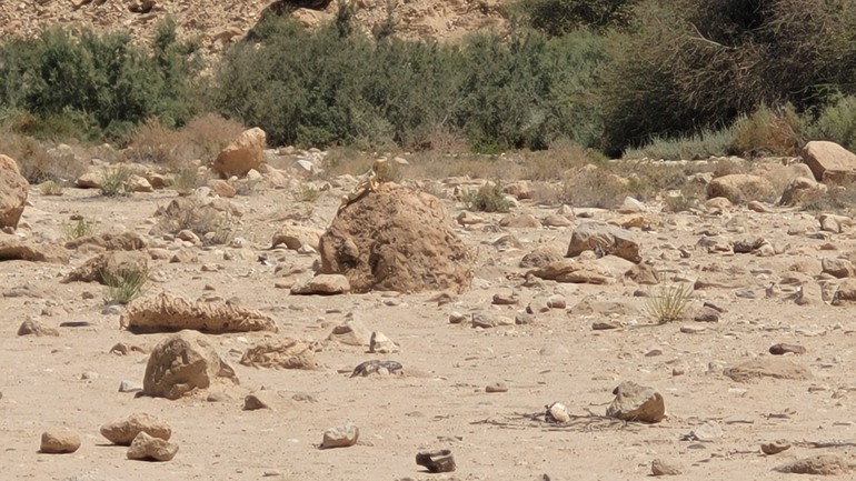 Uromastyx aegyptia  צולם על ידי תום זילברברג 