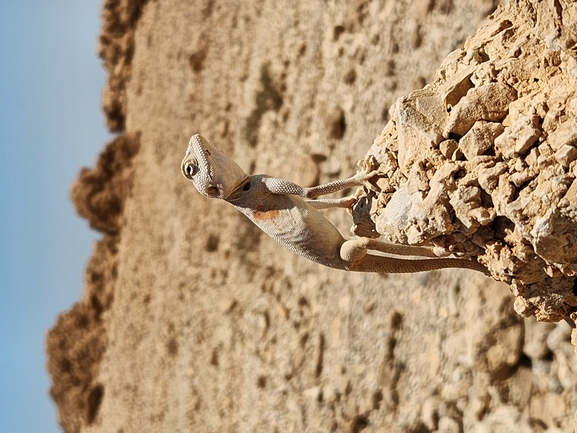 Agama sinaita  photographed by לירון פולק 