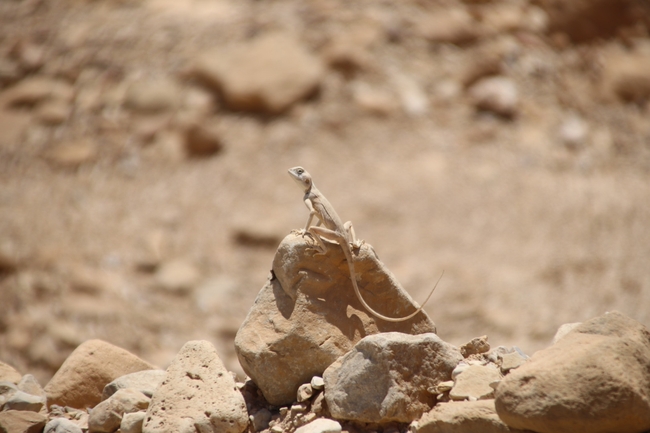 Agama sinaita  photographed by שי רוזנצוויג 