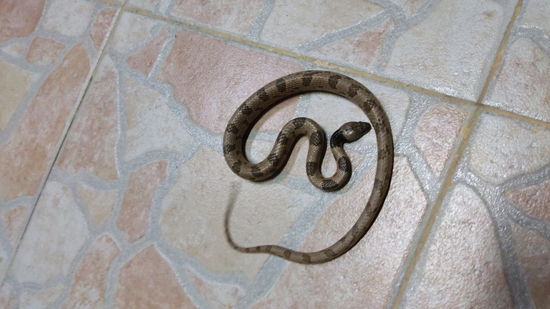 Telescopus fallax syriacus  photographed by נעם שגב 