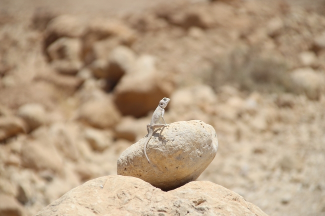 Agama sinaita  photographed by שי רוזנצוויג 