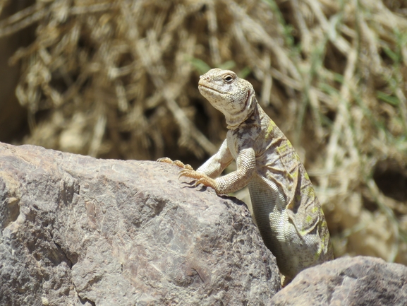 Uromastyx ornata  צולם על ידי אסף הברי 