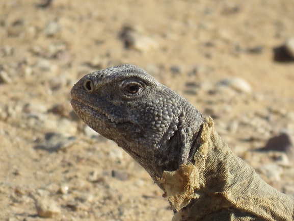 Uromastyx aegyptia  צולם על ידי אסף הברי 