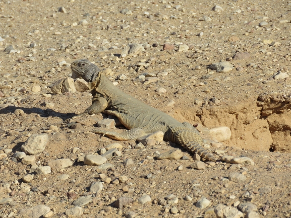 Uromastyx aegyptia  צולם על ידי אסף הברי 